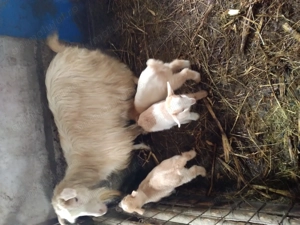 De vânzare capresi țap  - imagine 2