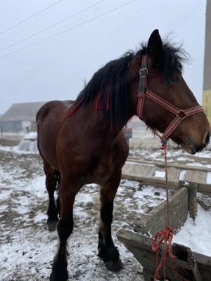 Mânză de 3 ani de vânzare  - imagine 5