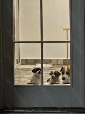 Jack Russell cu pofta de joaca si doritori de afectiune