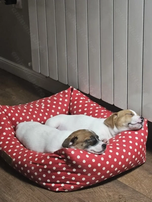 Jack Russell cu pofta de joaca si doritori de afectiune - imagine 2