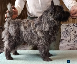 Cairn terrier disponibili