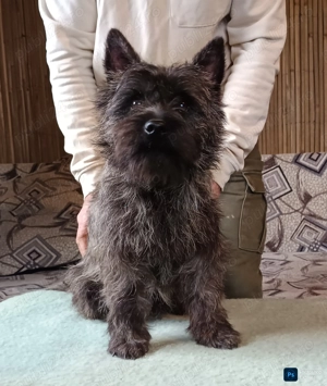 Cairn terrier disponibili - imagine 3