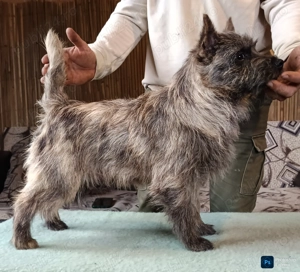 Cairn terrier disponibili - imagine 4