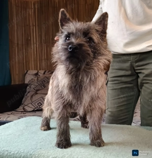Cairn terrier disponibili - imagine 2