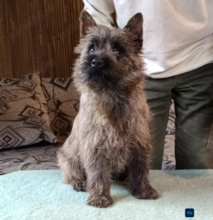 Cairn terrier disponibili - imagine 8