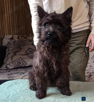 Cairn terrier disponibili - imagine 9