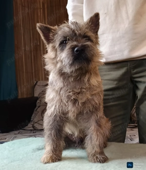 Cairn terrier disponibili - imagine 5