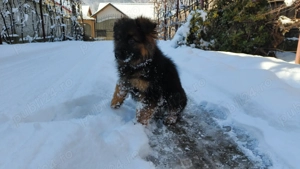 Pui ciobanesc german cu par lung si scurt