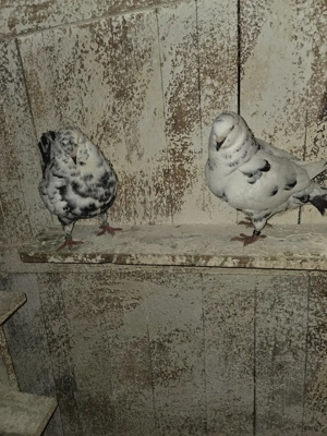 De vanzare porumbei kingi - imagine 4