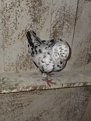 De vanzare porumbei kingi