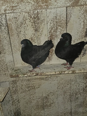 De vanzare porumbei kingi - imagine 3