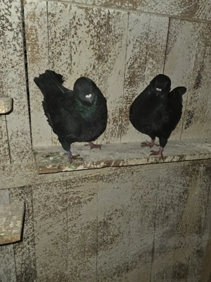 De vanzare porumbei kingi - imagine 5