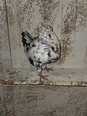 De vanzare porumbei kingi - imagine 2