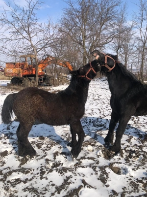 Manz semi greu de culoare neagra - imagine 4