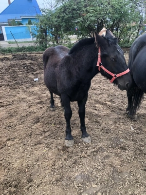 Manz semi greu de culoare neagra