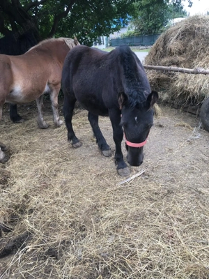 Manz semi greu de culoare neagra - imagine 3