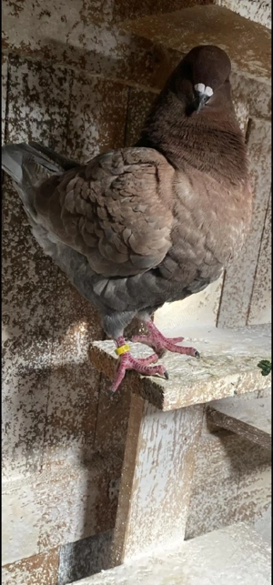 De vanzare porumbei kingi - imagine 2