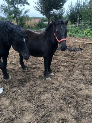 Manz semi greu de culoare neagra - imagine 5