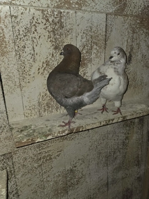 De vanzare porumbei kingi - imagine 5