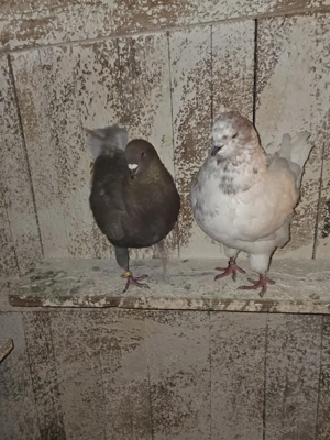 De vanzare porumbei kingi - imagine 4