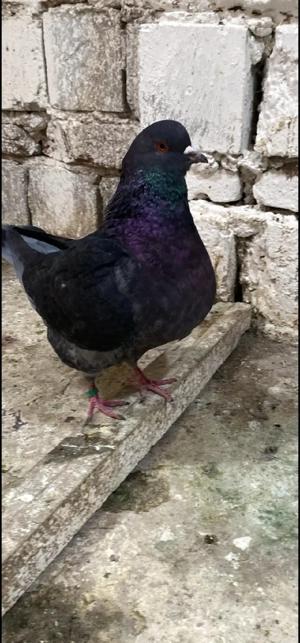 De vanzare porumbei kingi