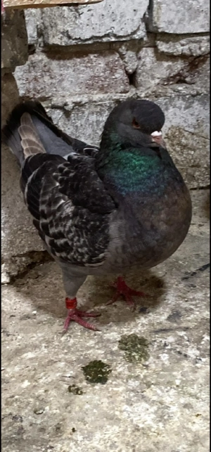 De vanzare porumbei kingi - imagine 2