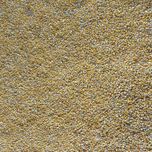 Vand porumb uscat 120Ron