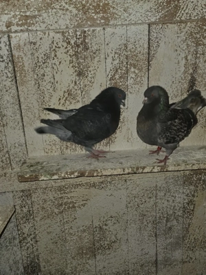 De vanzare porumbei kingi - imagine 4