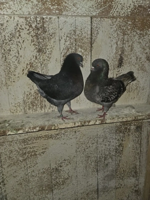 De vanzare porumbei kingi - imagine 3