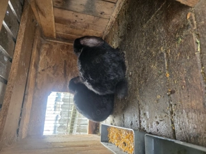 Epuri berbec german  - imagine 3