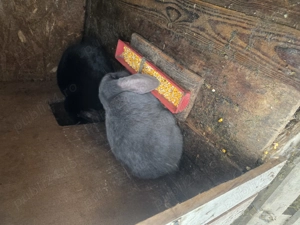 Epuri berbec german  - imagine 4