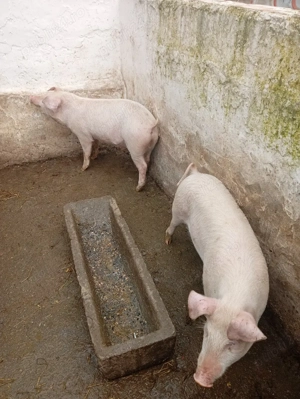 Vand 2 purcei, 500 lei bucata și perechea 1000 lei în 3 luni doar la numar de telefon  