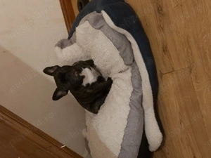 Buldog francez  - imagine 3