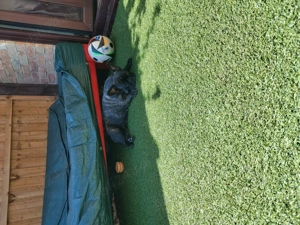 Buldog francez  - imagine 2