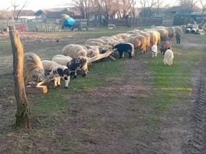 De vânzare  - imagine 2