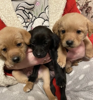 Ofer 5 cățeluși pui 