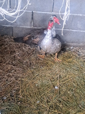 vand ratoi  - imagine 5