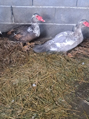 vand ratoi  - imagine 4