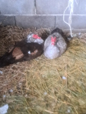 vand ratoi  - imagine 3