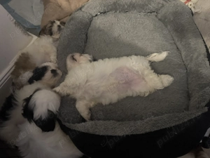 Vând pui shitzu - imagine 3