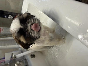 Vând pui shitzu - imagine 2