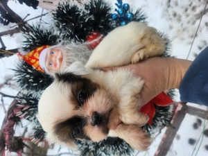 Shihtzu toy superbi