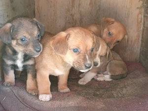 Cățeluși drăguți  își caută gazdă nouă. Se dau gratis. - imagine 2