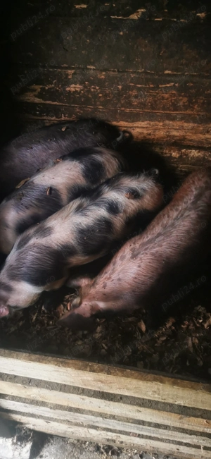 Vând șoldani 50-60kg