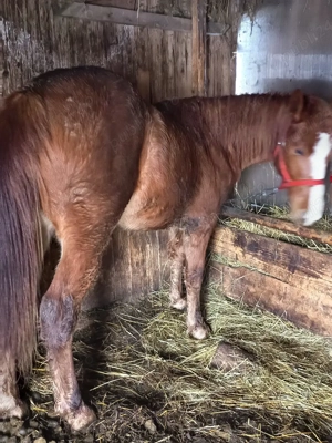 vand manz 1an - imagine 2