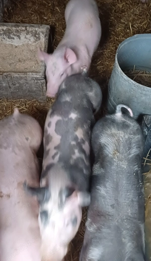 Vând purcei rasă Pietran greutate 30 de kg bucata  - imagine 3