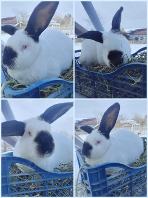 Iepuri de rasa Urias de Transilvania 