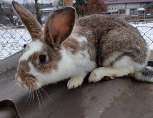 Iepuri de rasa diferite culori  - imagine 3