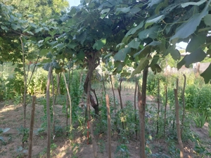 CASĂ 5 CAMERE\ OȚELU-ROȘU\ZONA CIREȘA \ COMISION 0% - imagine 20