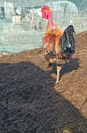 Vand sau schimb cu porumbei iepuri etc  cocosei pitici  - imagine 3